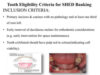 Tooth Eligibility Criteria for SHED Banking 
INCLUSION CRITERIA: 
• Primary incisors & canines with no pathology and at least one third 
of root left. 
• Early removal of deciduous molars for orthodontic considerations 
(e.g. early intervention for space maintenance). 
• Tooth exfoliated should have pulp red in colour(indicating cell 
viability). 
 