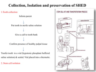 Collection, Isolation and preservation of SHED 
1.Tooth collection 
Inform parent 
Put tooth in sterile saline solution 
Give a call to tooth bank 
Confirm presence of healthy pulpal tissue 
Tranfer tooth to a vial (hypotonic phosphate buffered 
saline solution) & sealed. Vial placed into a thermette. 
2. Stem cell isolation 
 