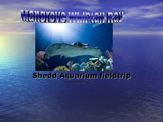 Shedd Aquarium fieldtrip Picture from Shedd Aquarium.org  Mangrove Whiptail Ray 