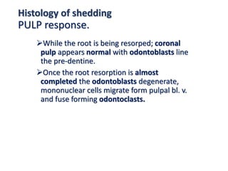 Histology of shedding
PULP response.
While the root is being resorped; coronal
pulp appears normal with odontoblasts line
the pre-dentine.
Once the root resorption is almost
completed the odontoblasts degenerate,
mononuclear cells migrate form pulpal bl. v.
and fuse forming odontoclasts.
 