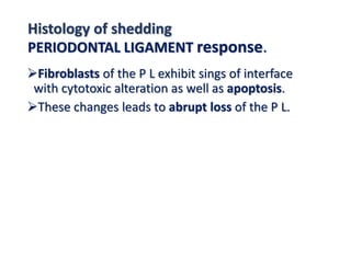Histology of shedding
PERIODONTAL LIGAMENT response.
Fibroblasts of the P L exhibit sings of interface
with cytotoxic alteration as well as apoptosis.
These changes leads to abrupt loss of the P L.
 