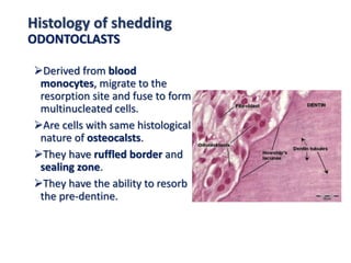 Histology of shedding
ODONTOCLASTS
Derived from blood
monocytes, migrate to the
resorption site and fuse to form
multinucleated cells.
Are cells with same histological
nature of osteocalsts.
They have ruffled border and
sealing zone.
They have the ability to resorb
the pre-dentine.
 