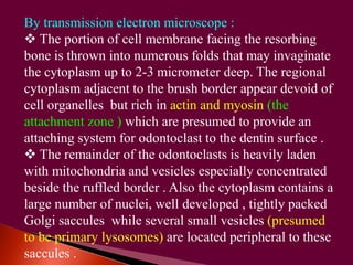 By transmission electron microscope : 
 The portion of cell membrane facing the resorbing 
bone is thrown into numerous folds that may invaginate 
the cytoplasm up to 2-3 micrometer deep. The regional 
cytoplasm adjacent to the brush border appear devoid of 
cell organelles but rich in actin and myosin (the 
attachment zone ) which are presumed to provide an 
attaching system for odontoclast to the dentin surface . 
 The remainder of the odontoclasts is heavily laden 
with mitochondria and vesicles especially concentrated 
beside the ruffled border . Also the cytoplasm contains a 
large number of nuclei, well developed , tightly packed 
Golgi saccules while several small vesicles (presumed 
to be primary lysosomes) are located peripheral to these 
saccules . 
 