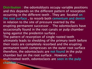 Distribution : the odontoblasts occupy variable positions 
and this depends on the different pattern of resorption 
occurring in the different teeth . They are located on 
the root surface , to resorb both cementum and dentin 
in relation to the site of pressure exerted by the 
erupting permanent successor . The odontoclasts have 
occasionally found in the root canals or pulp chamber 
lying against the predentin surface . 
The pattern of resorption of single rooted teeth 
ultimately leads to shedding of the primary teeth before 
their roots are completely resorbed and the erupting 
permanent tooth compresses on the outer root surface 
therefore, the odontoclasts are not found in the pulp 
chamber but on the root surface . However, in 
multirooted teeth, odontoclasts are seen in the pulp 
chamber . 
 