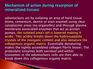 Mechanism of action during resorption of 
mineralized tissues: 
odontoclasts act by isolating an area of hard tissue 
(bone, cementum, dentin or even enamel) using clear 
cytoplasmic areas (no organelles) and through plasma 
membrane associated enzymes that act as proton 
pumps, the isolated area's pH is lowered making it 
acidic. This acidity breaks down the hydroxyapatite 
crystals of the inorganic content and also denature the 
collagenous organic matrix. Essentially denaturing 
makes the tightly assembled collagen fibrils looser. The 
proteolytic enzymes both secreted and within 
lysosomes in the odontoclasts cells are then able to 
break down this collagenous organic matrix. 
 