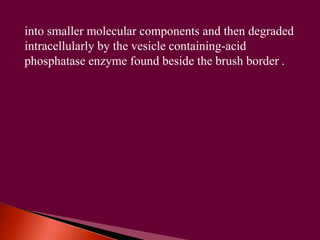 into smaller molecular components and then degraded 
intracellularly by the vesicle containing-acid 
phosphatase enzyme found beside the brush border . 
 
