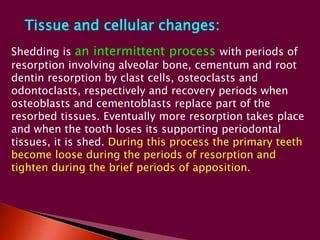 Tissue and cellular changes: 
Shedding is an intermittent process with periods of 
resorption involving alveolar bone, cementum and root 
dentin resorption by clast cells, osteoclasts and 
odontoclasts, respectively and recovery periods when 
osteoblasts and cementoblasts replace part of the 
resorbed tissues. Eventually more resorption takes place 
and when the tooth loses its supporting periodontal 
tissues, it is shed. During this process the primary teeth 
become loose during the periods of resorption and 
tighten during the brief periods of apposition. 
 