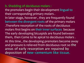 b. Shedding of deciduous molars : 
the premolars begin their development lingual to 
their corresponding primary molars . 
In later stage, however , they are frequently found 
between the divergent roots of the primary molars 
.Therefore resorption of the roots of deciduous 
molars first begins on their inner surfaces because 
The early developing bicuspids are found between 
them, then Come to lie apical to deciduous molars . 
At this time , the developing premolars become away 
and pressure is relieved from deciduous root so the 
areas of early resorption are repaired by 
deposition of new-cementum like tissue. 
 