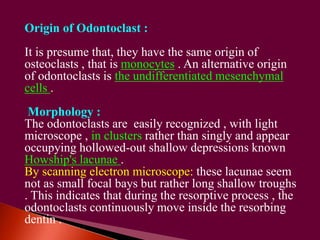 Origin of Odontoclast : 
It is presume that, they have the same origin of 
osteoclasts , that is monocytes . An alternative origin 
of odontoclasts is the undifferentiated mesenchymal 
cells . 
Morphology : 
The odontoclasts are easily recognized , with light 
microscope , in clusters rather than singly and appear 
occupying hollowed-out shallow depressions known 
Howship's lacunae . 
By scanning electron microscope: these lacunae seem 
not as small focal bays but rather long shallow troughs 
. This indicates that during the resorptive process , the 
odontoclasts continuously move inside the resorbing 
dentin . 
 