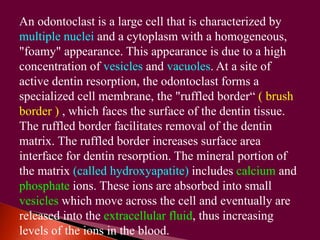 An odontoclast is a large cell that is characterized by 
multiple nuclei and a cytoplasm with a homogeneous, 
"foamy" appearance. This appearance is due to a high 
concentration of vesicles and vacuoles. At a site of 
active dentin resorption, the odontoclast forms a 
specialized cell membrane, the "ruffled border“ ( brush 
border ) , which faces the surface of the dentin tissue. 
The ruffled border facilitates removal of the dentin 
matrix. The ruffled border increases surface area 
interface for dentin resorption. The mineral portion of 
the matrix (called hydroxyapatite) includes calcium and 
phosphate ions. These ions are absorbed into small 
vesicles which move across the cell and eventually are 
released into the extracellular fluid, thus increasing 
levels of the ions in the blood. 
 