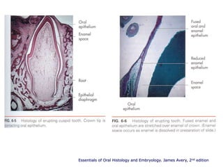 shedding of the teeth.PPT