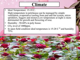 Cooling Process Roses Storage Production Technology of Roses In India | PPTX