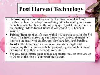 Cooling Process Roses Storage Production Technology of Roses In India | PPTX