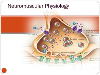 1
Neuromuscular Physiology
 