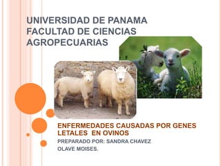 UNIVERSIDAD DE PANAMA
FACULTAD DE CIENCIAS
AGROPECUARIAS
ENFERMEDADES CAUSADAS POR GENES
LETALES EN OVINOS
PREPARADO POR: SANDRA CHAVEZ
OLAVE MOISES.
 