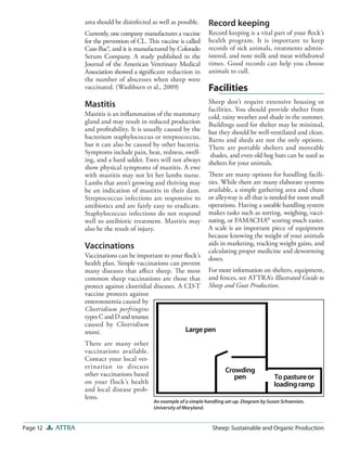 Sheep Abscess Sheep: Sustainable and Organic Production | PDF