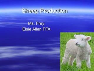 Sheep Production   Ms. Frey  Elsie Allen FFA  