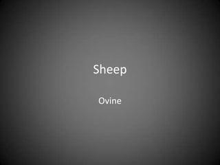 Sheep

Ovine
 