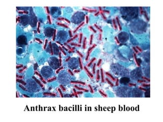 Sheep Diseases | PPT