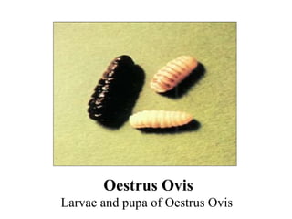 Oestrus Ovis Larvae and pupa of Oestrus Ovis  