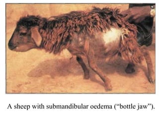 A sheep with submandibular oedema (“bottle jaw”). 