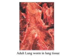 Adult Lung worm in lung tissue 