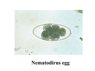 Nematodirus egg 