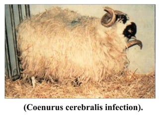 (Coenurus cerebralis infection). 