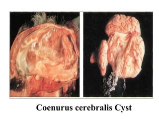 Coenurus cerebralis Cyst 