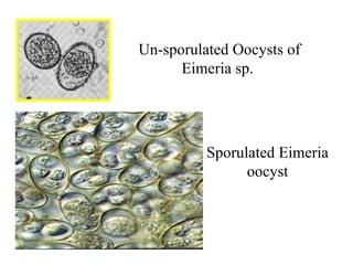 Un-sporulated Oocysts of Eimeria sp. Sporulated Eimeria oocyst 