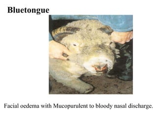 Facial oedema with Mucopurulent to bloody nasal discharge.   Bluetongue 