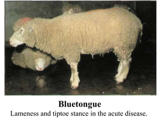 Bluetongue Lameness and tiptoe stance in the acute disease.  