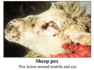 Sheep pox  Pox lesion around nostrils and eye 
