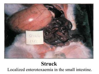 Struck  Localized enterotoxaemia in the small intestine. 