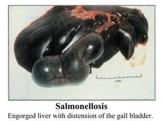 Salmonellosis Engorged liver with distension of the gall bladder. 