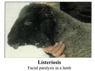 Listeriosis Facial paralysis in a lamb 