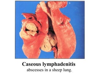 Caseous lymphadenitis  abscesses in a sheep lung. 