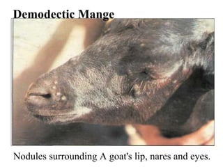   Demodectic Mange Nodules surrounding A goat's lip, nares and eyes. 