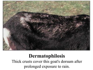 Dermatophilosis Thick crusts cover this goat's dorsum after prolonged exposure to rain. 
