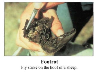 Footrot Fly strike on the hoof of a sheep. 