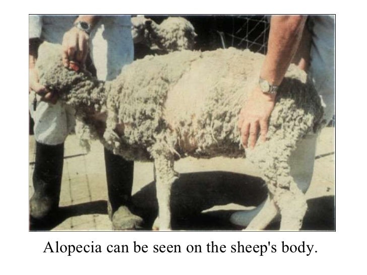 Sheep Diseases