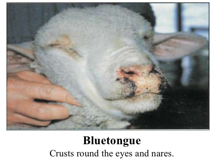 Sheep Diseases