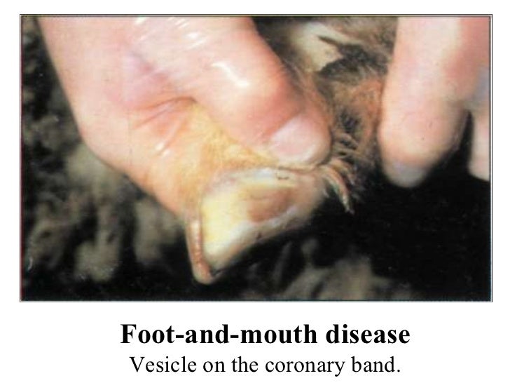 Sheep Diseases