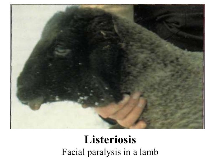 Sheep Diseases