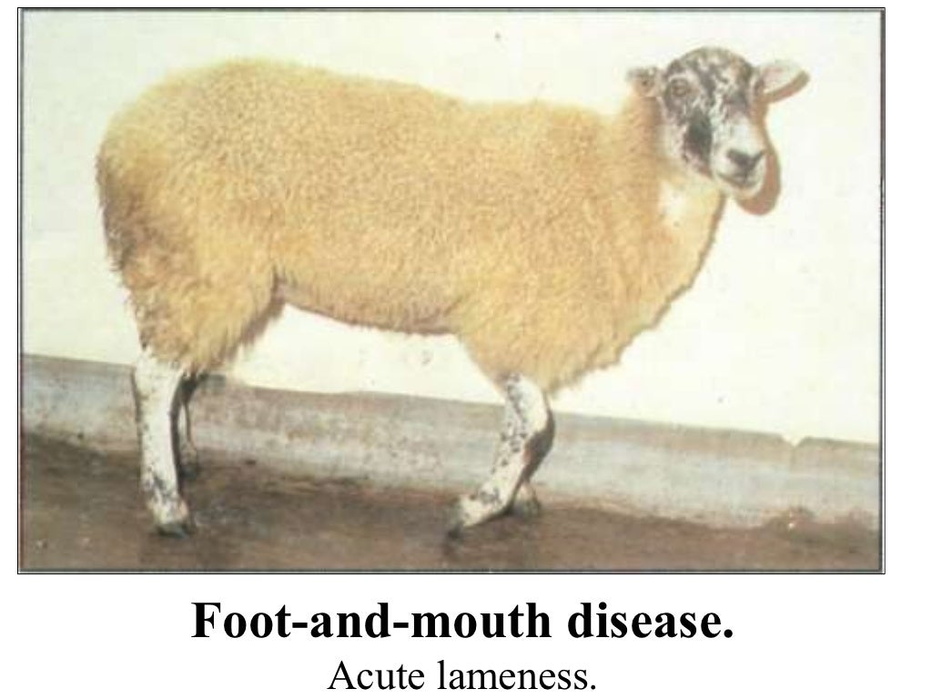 Sheep Diseases