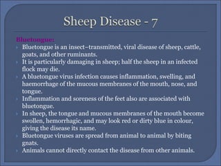 Bluetongue:
 Bluetongue is an insect–transmitted, viral disease of sheep, cattle,
goats, and other ruminants.
 It is particularly damaging in sheep; half the sheep in an infected
flock may die.
 A bluetongue virus infection causes inflammation, swelling, and
haemorrhage of the mucous membranes of the mouth, nose, and
tongue.
 Inflammation and soreness of the feet also are associated with
bluetongue.
 In sheep, the tongue and mucous membranes of the mouth become
swollen, hemorrhagic, and may look red or dirty blue in colour,
giving the disease its name.
 Bluetongue viruses are spread from animal to animal by biting
gnats.
 Animals cannot directly contact the disease from other animals.
 
