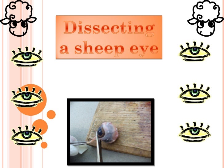 Sheep Eye Dissection