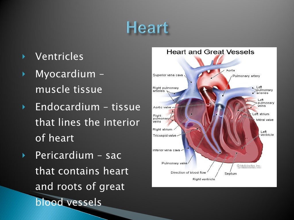 Sheep Heart Dissection