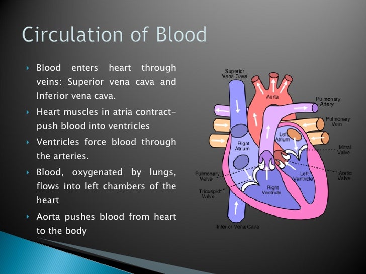 Sheep Heart Dissection simple diagram of lungs 