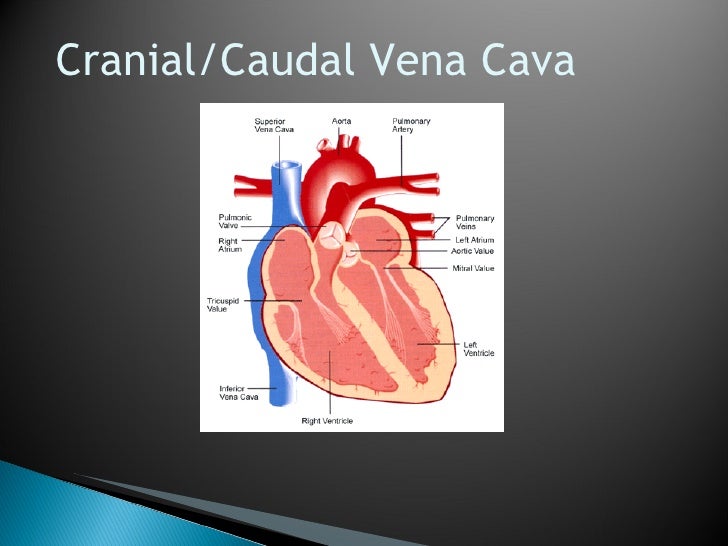 Diagram Of A Sheep Heart Choice Image - How To Guide And 